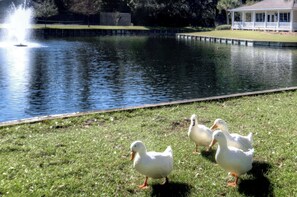 Lake & Ducks – Ocean Walk J-11 - Morning walks feel extra magical when the neighbors waddle up to say hello. This stocked lake features a fountain, shady benches, and friendly resident ducks — all just outside your door.