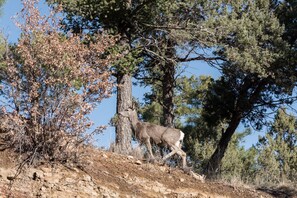 Wildlife