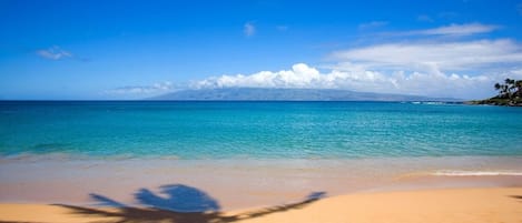 Beach Palm Tree