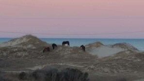 Wild Horses