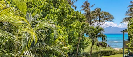 View from  Condo 217, Napili Bay Resort