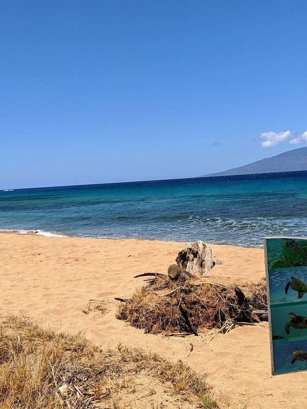 Excellent snorkeling steps from your condo
