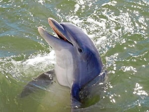 Watch for the Dolphins that swim along our shoreline each day!