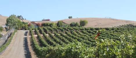 Exterior Views - Beautiful views of the vineyards