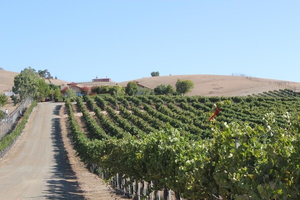 Exterior Views - Beautiful views of the vineyards