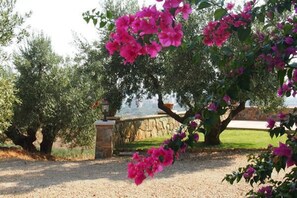 Blomst, Plante, Træ, Lyserød, Bougainvillea, Botanik, Forår, Blomstrende Plante, Vedplante, Magenta