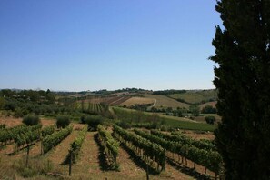 Weinberg, Landwirtschaft, Feld, Grundstueck, Baum, Ländliches Gebiet, Hügel, Himmel, Chaparral, Landschaft