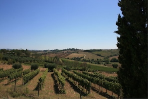 Weinberg, Landwirtschaft, Feld, Grundstueck, Baum, Ländliches Gebiet, Hügel, Himmel, Chaparral, Landschaft