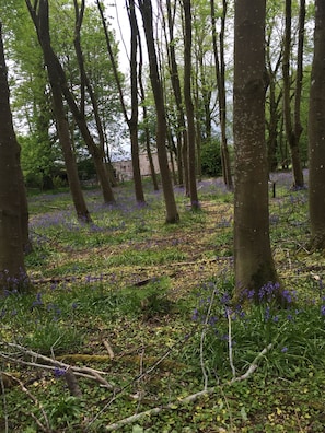 bluebell woods nearby