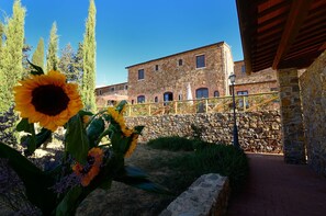 Tournesol, Fleur, Bleu, Tournesol, Jaune, Ciel, Plante, Architecture, Bâtiment, Paysage