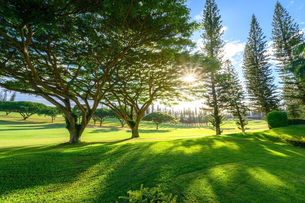 Where golden light filters through ancient trees and the greens stretch forever?Kapalua mornings are made to savor KGV-14P6