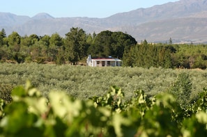 Vineyard