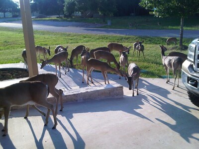 Waterfront LBJ Lake House with NEW 8 Person Hot Tub. Special Rates!