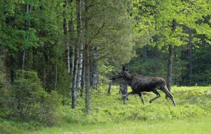 Övrigt