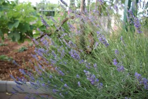 jardin