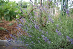 jardin