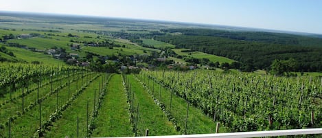 Weinblick vom Balkon