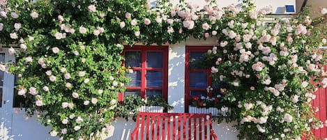 Hausfront mit voller Rosenblüte