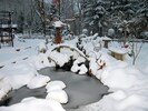 ~adozen Koi spend the winter under the ice