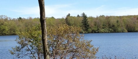 Bald eagle in tree above the deer .
Picture taken from back of my deck.