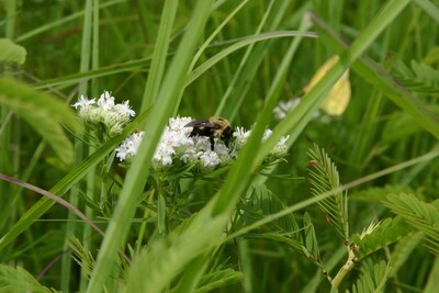 Peace on the Prairie:  Native prairie setting -  Pets allowed.