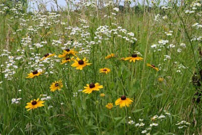 Peace on the Prairie:  Native prairie setting -  Pets allowed.