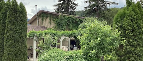 Relaxing backyard with fruit trees and vine covered pergola