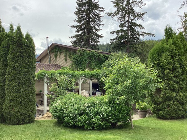 Relaxing backyard with fruit trees and vine covered pergola
