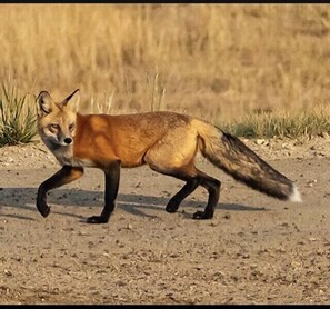 ...of this....a friendly neighborhood fox (Red) just off our deck! (guest photo)