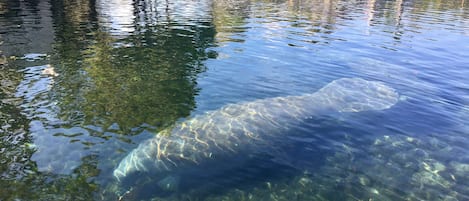 Share the river with these gentle giants.