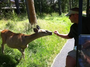 Nearby Wildlife