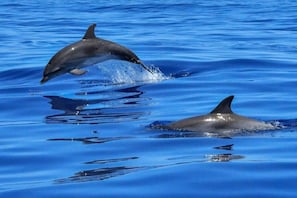 Divers