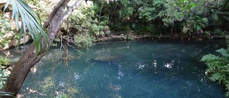 cenote in front of the house