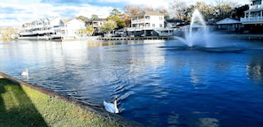 Swans and view of our house from across the lake (just left of fountain)
