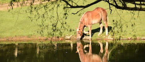 Terrenos do alojamento