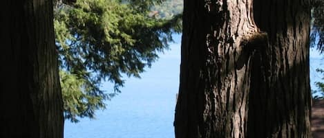 Lake views thru the hemlock trees