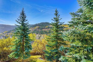 Forest Views