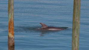 Dolphins sightings are almost a daily occurrence in our bay.