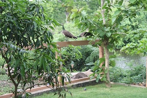 Peacocks in the garden