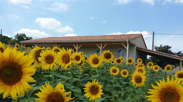 Sunflowers