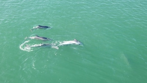 Plenty of Gulf of Mexico dolphins swimming up and down CSB beach! 