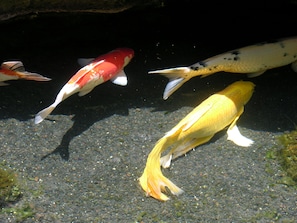 Residents of the koi pond