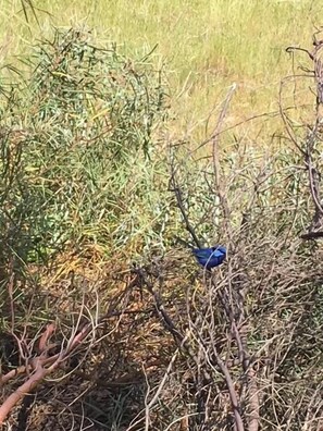 The elusive yet amazing Blue Wren.  We have plenty, amaze yourself...