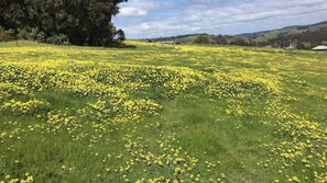 Wildflowers in October (well, weeds, but still look great)