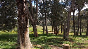 Ancient and tall trees in the lower paddock, just waiting for picnickers