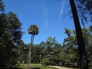 View of Palm Trees in Front Yard (Photo courtesy of guest: S.D.)