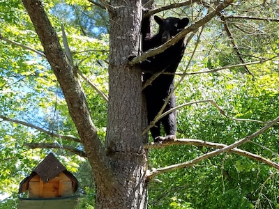 🐻🌞 Last minute weekend special!!!White Mt. Retreat! Pet friendly! 