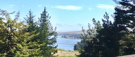 View of Tip of Bodega Bay through tree lined valley.
