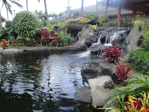Koi Fish & Fauna Pond at Front Entrance of the Kauai Coast Resort.