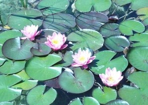 Summer lilies in pond